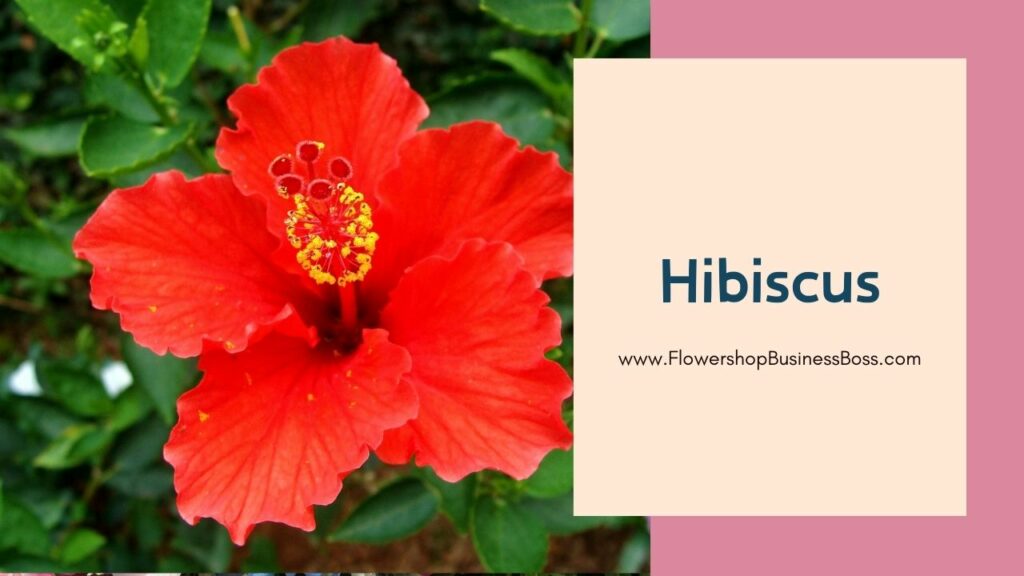 Exquisite Tropical Flowers: A Tapestry of Beauty and Diversity